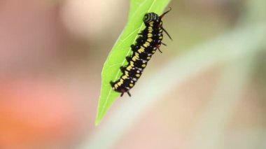 Ortak kaplan Caterpillar veya Danaus Genutia Caterpillar yaprakları görüntüleri üzerinde hareket