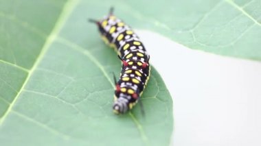 Ortak kaplan Caterpillar veya Danaus Genutia Caterpillar yaprakları görüntüleri üzerinde hareket