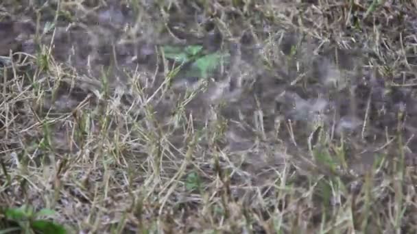 Les pluies abondantes inondent l'eau sur les gazons secs 