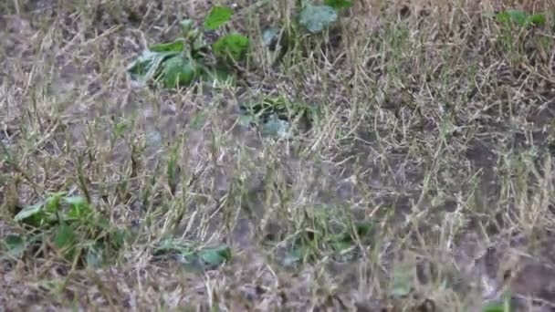 Water Inundated On Dry Grass Footage — Stock Video