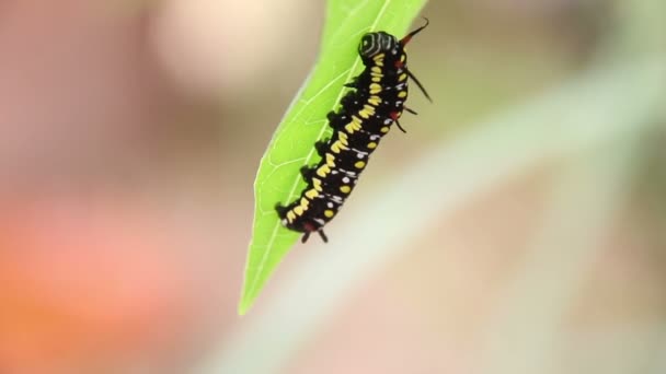 Common Tiger Caterpillar Or Danaus Genutia Caterpillar Moving On Leaves Footage — Stock Video