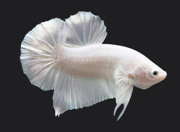 Betta White Platinum Plakat Hmpk Male Plakat Fighting Fish Splendens — Stock Photo, Image