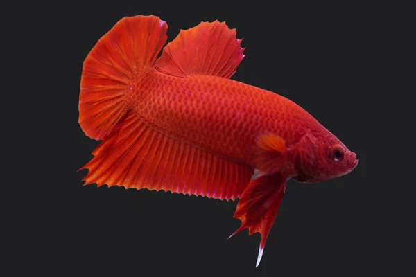 Betta Super Red Plakat Hmpk Férfi Vagy Plakat Fighting Fish — Stock Fotó