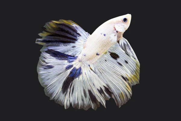 Betta Candy Plakat Male Plakat Fighting Fish Splendens Black Background — Stok Foto