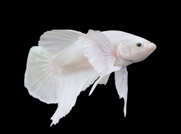 Betta White Dumbo Ear Hmpk Halfmoon Plakat Мужской Plakat Fighting — стоковое фото