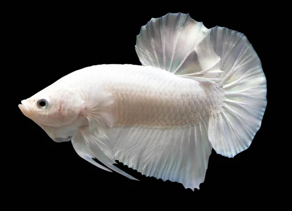 Betta White Platinum Plakat Hmpk Male Plakat Fighting Fish Splendens — Stock Photo, Image