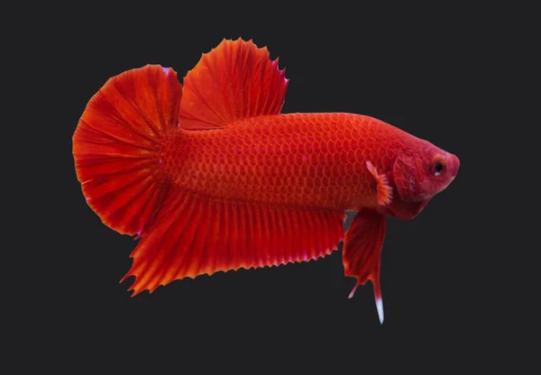 Betta Super Red Plakat Hmpk Male Plakat Fighting Fish Splendens — Stock Photo, Image