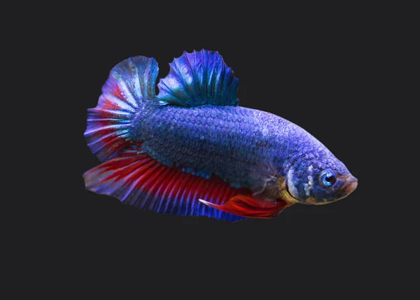 Betta Extravagante Draon Plakat Hmpk Masculino Plakat Lutando Esplendores Peixe — Fotografia de Stock