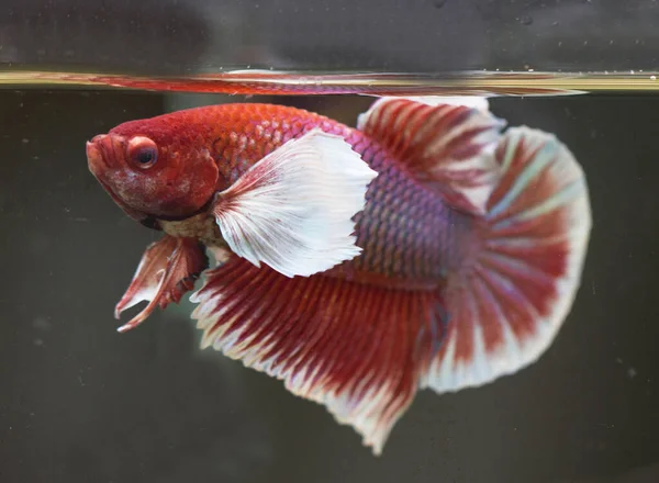 Betta Lavender Dumbo Ear Plakat Hmpk Male Plakat Fighting Fish — Stock Photo, Image