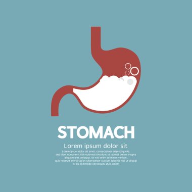 Flat Design Human's Stomach Graphic Vector Illustration clipart