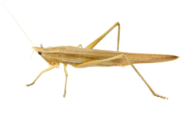 Single Brown Grasshopper Isolated On White. — Stock Photo, Image