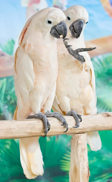 Two Cockatoos Catching On Perch. — Stock Photo, Image