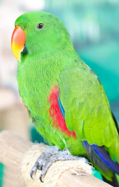 Single Green Parrot Catch On Perch. — Stock Photo, Image