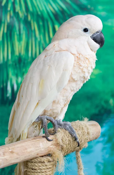 Single Cockatoo Catching On Perch. — Stock Photo, Image