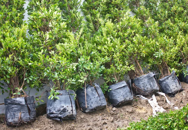 Små Banyan träd i plastpåsar. — Stockfoto