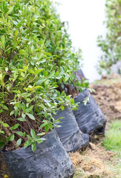 Pequeños árboles de Banyan en bolsas de plástico . — Foto de Stock