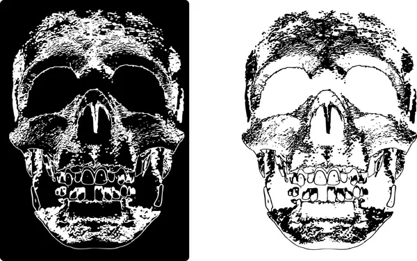 Иллюстрация двух черепов — стоковый вектор
