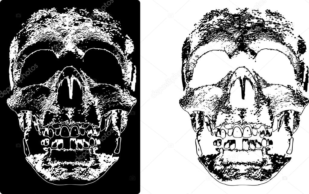 Illustration of two skulls