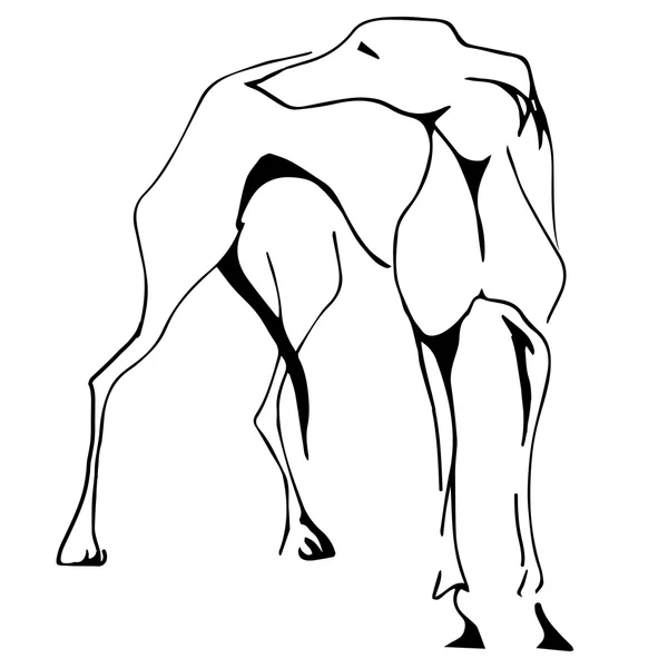 Dog. Greyhound. line black — Stock Vector