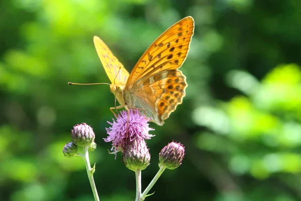 Srebrno Umyty Motyl Argynnis Paphia Siedzący Purpurowym Ciernistym Kwiatku Ostu — Zdjęcie stockowe