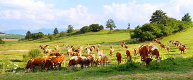 Arka planda avcı kulesi olan inek sürüsü çayırda. Liptov panorama - Low Tatras (Nizke Tatry) ve Liptovska Mara su gölü rezervuarı. Slovakya Cumhuriyeti, Avrupa 'da yaz mevsimi.