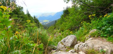 Chopok dağlarından gelirken Low Tatras 'ta (Nizke Tatry) vahşi doğa. Renkli çiçekler ve yeşil çimlerle kaplı manzara. Kuzey Slovakya, Slovakya Cumhuriyeti, Avrupa 'da yaz mevsimi.