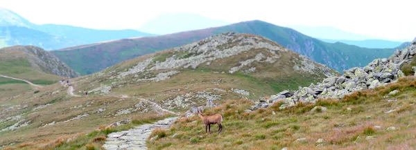 Gamuza Silvestre Prado Las Montañas Low Tatras Nizke Tatry Caminar — Foto de Stock