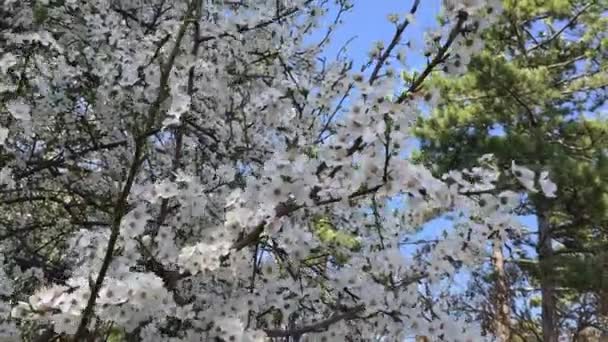 Hermosa escena de la naturaleza con árbol en flor y cielo azul — Vídeos de Stock