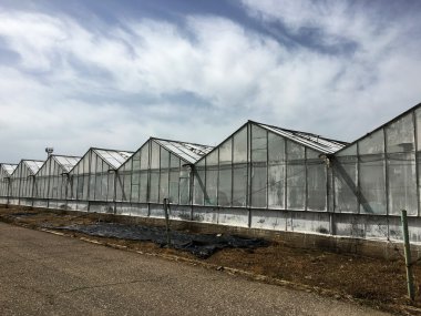 Seralarda sebze yetiştirme