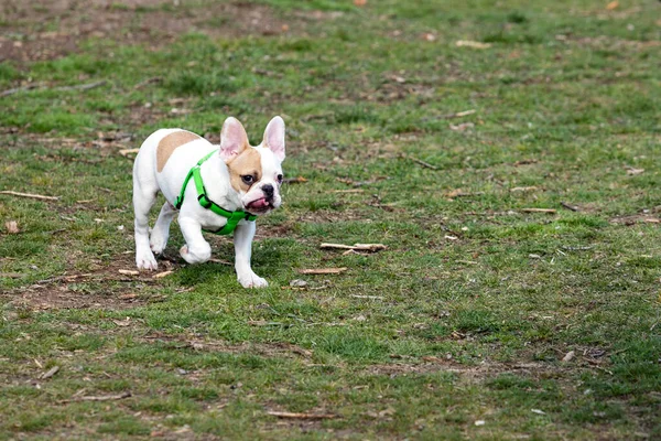 A beautiful portrait of a white-spotted French Bulldog with a cute expression on his wrinkled face walking in the park.