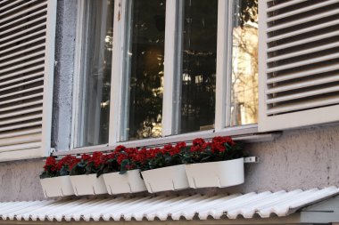 bir penceredeki çiçek