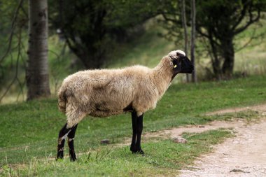 mera üzerinde koyun