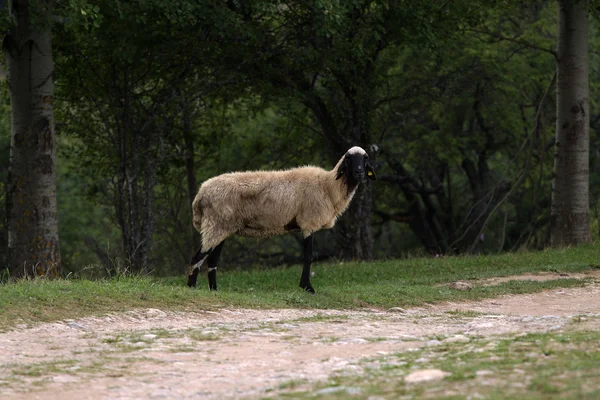 Moutons dans les pâturages — Photo