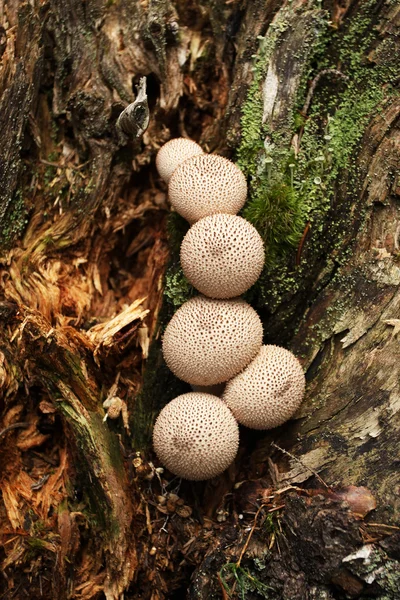 Champignons sauvages dans la forêt — Photo