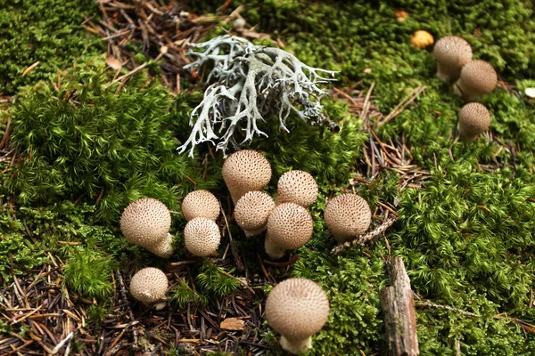 Wild mushrooms in the forest — Stock Photo, Image