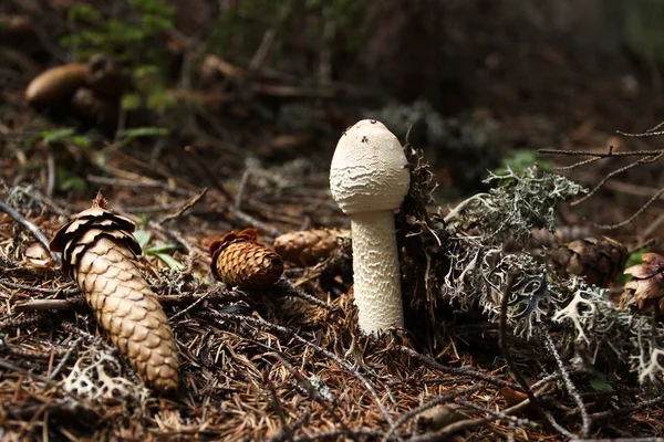 숲 속의 야생 버섯 — 스톡 사진