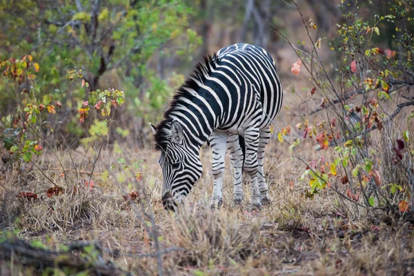 Zebra jedzenia trawy na równiny trawy — Zdjęcie stockowe