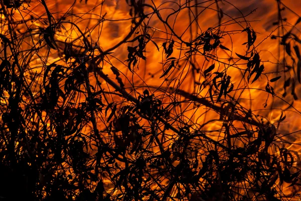 Wild Fire and Burning Leaves — Stock Photo, Image