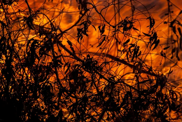 Wildfeuer und brennende Blätter lizenzfreie Stockbilder