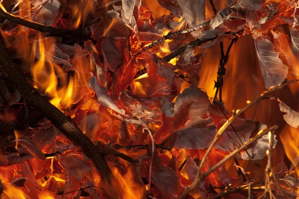 Burning Leaves — Stock Photo, Image