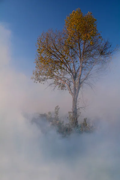 Tree in a cloud of smaoke — Stock Photo, Image