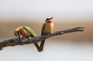 İki Bee-eaters