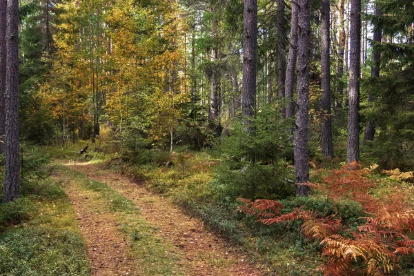 Floresta de outono — Fotografia de Stock