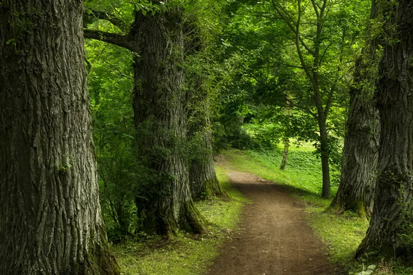 Door de bomen — Stockfoto