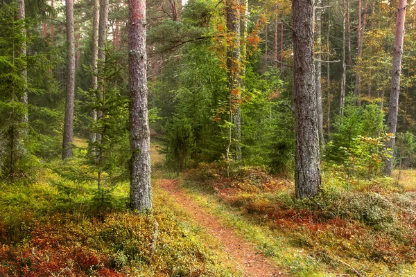 In een mooie herfst forest — Stockfoto