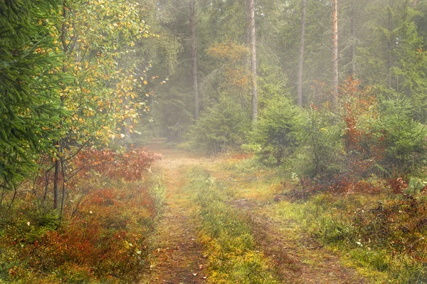 Foresta autunnale nella nebbia. — Foto Stock