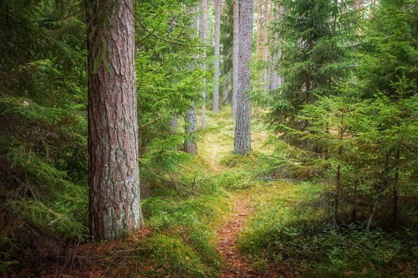 Autumn forest — Stock Photo, Image