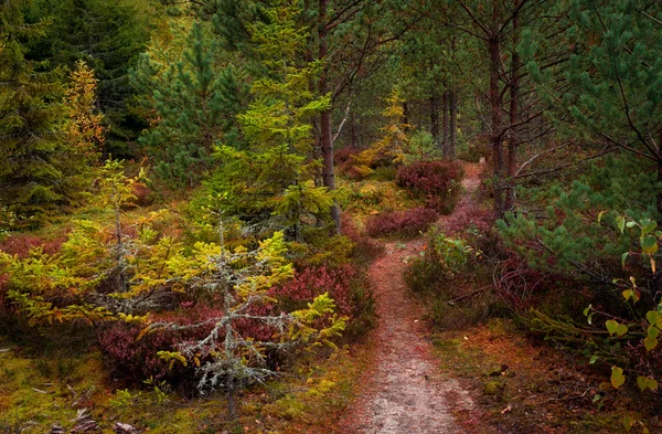 Красочный осенний лес — стоковое фото