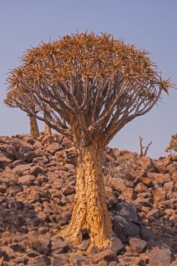 Ağaç 4019 titredim