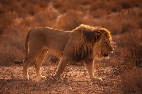 Lion Kalahari 5215 — Photo